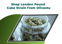 Shop London Pound Cake Strain from Olivastu